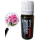 Geranium 100% tisztaságú illóolaj, 10 ml (Gladoil-Fleurita) Raktáron: 16 db